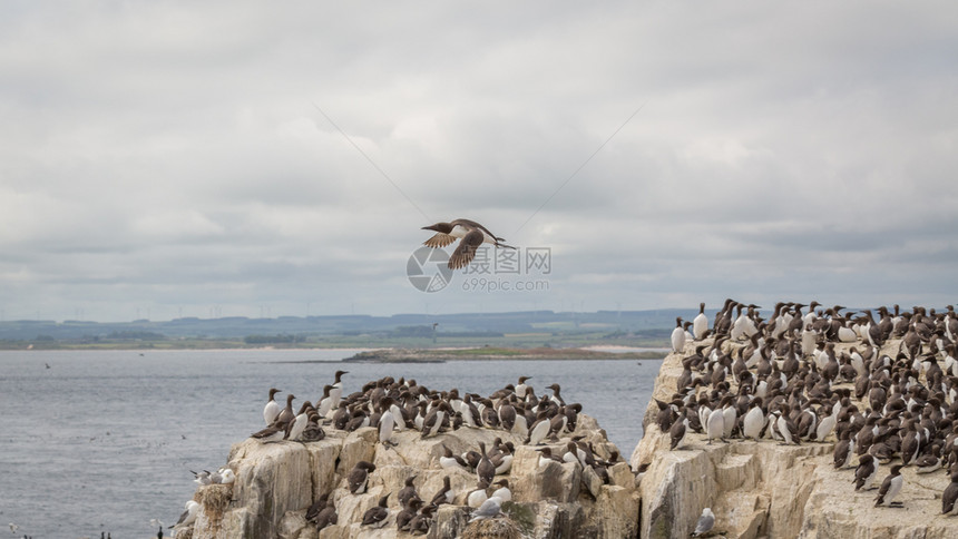 沿海悬崖上的大型筑巢GuillemotUria藻群海岸线殖民地野生动物图片