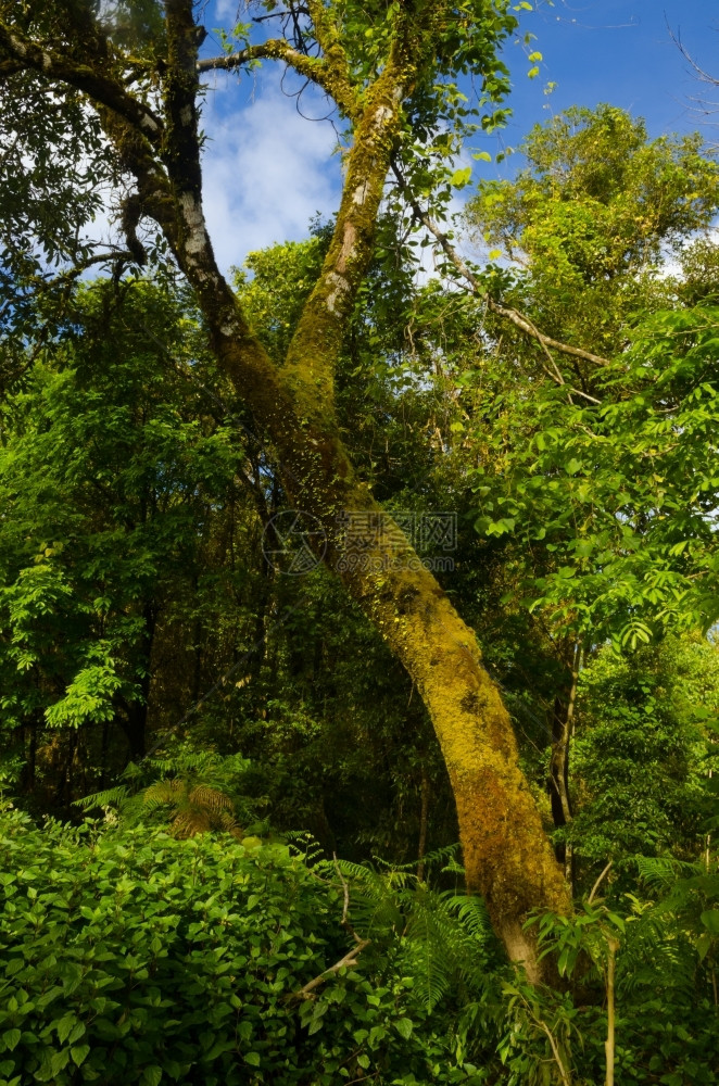 林木中的树苔藓抽象的裂缝图片