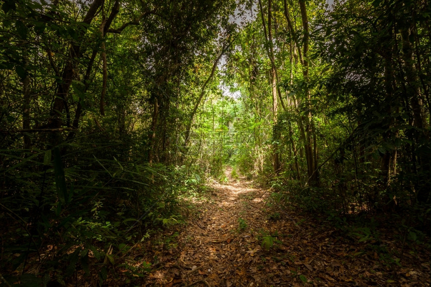阳光在泰国南部的森林中行走路黑暗郁葱图片