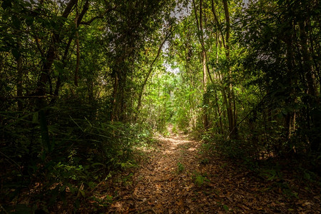 阳光在泰国南部的森林中行走路黑暗郁葱图片