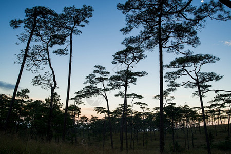 日落时的树林剪影图片