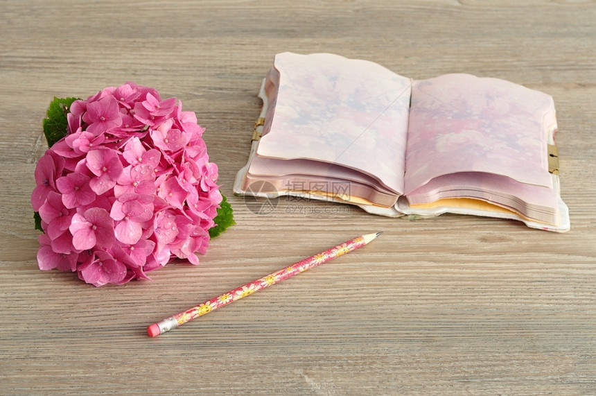 叶子优质的粉红色Hydranga带笔记本和铅植物图片