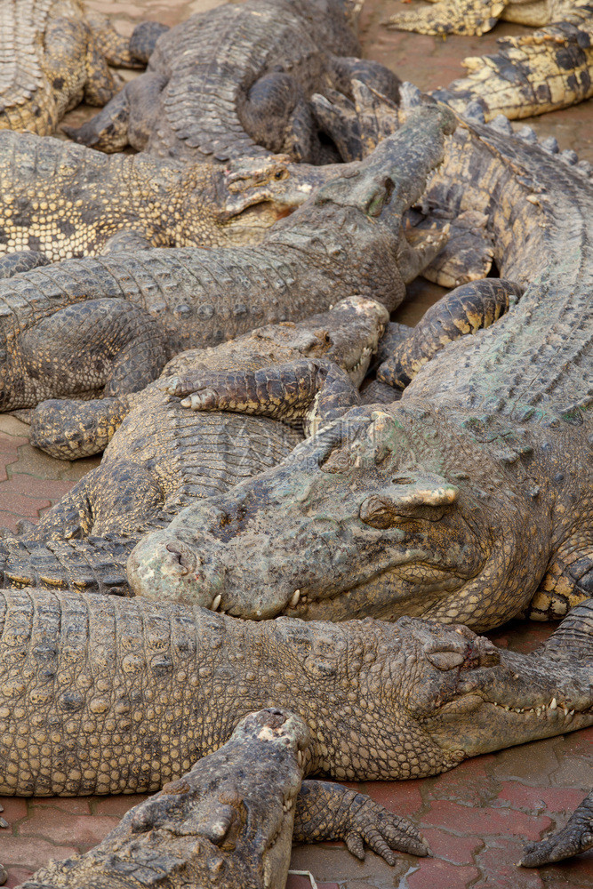 动物鼻子泰国Crocodile农场的Crocodile多重睡眠肉食动物图片