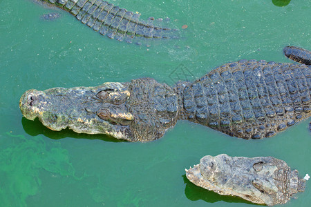泰国Crocodile农场的Crocodile多重睡眠水动物颚图片