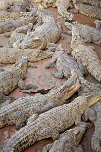 强大的动物园泰国Crocodile农场的Crocodile多重睡眠觉图片