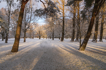 施派尔明亮的松树长阴影落在Parnu荒原下雪地上寒冬晨光照亮了温柔的冬季清晨阳光寒冷的场景背景