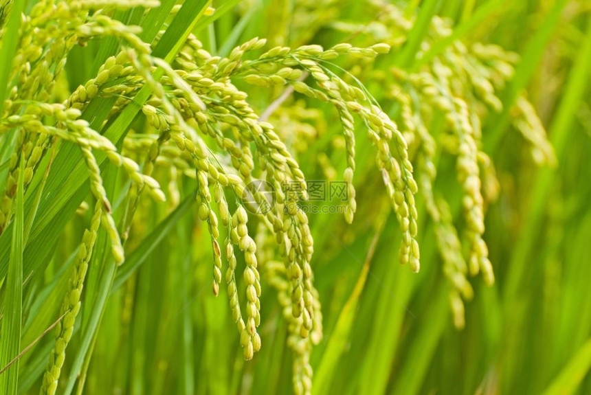 农村亚洲的主要粮食是麦田稻米饭草金子图片