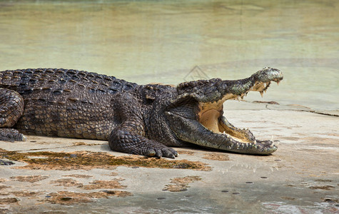 齿猎物鳄鱼口张开在水中安息动物图片