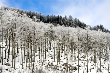 下雪后的森林景点图片
