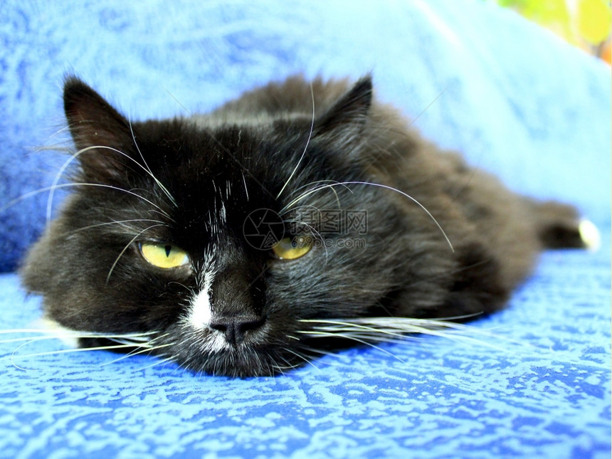睡在蓝色沙发上的黑猫口睡在蓝色沙发上的黑疲倦猫口捕食者舒适男图片