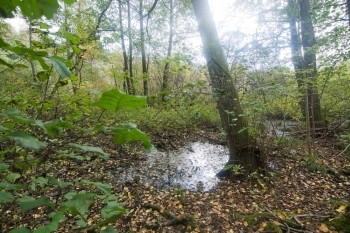 湿的阳光秋天森林树叶和沼泽湿地详情瑞典斯德哥尔摩10月图片