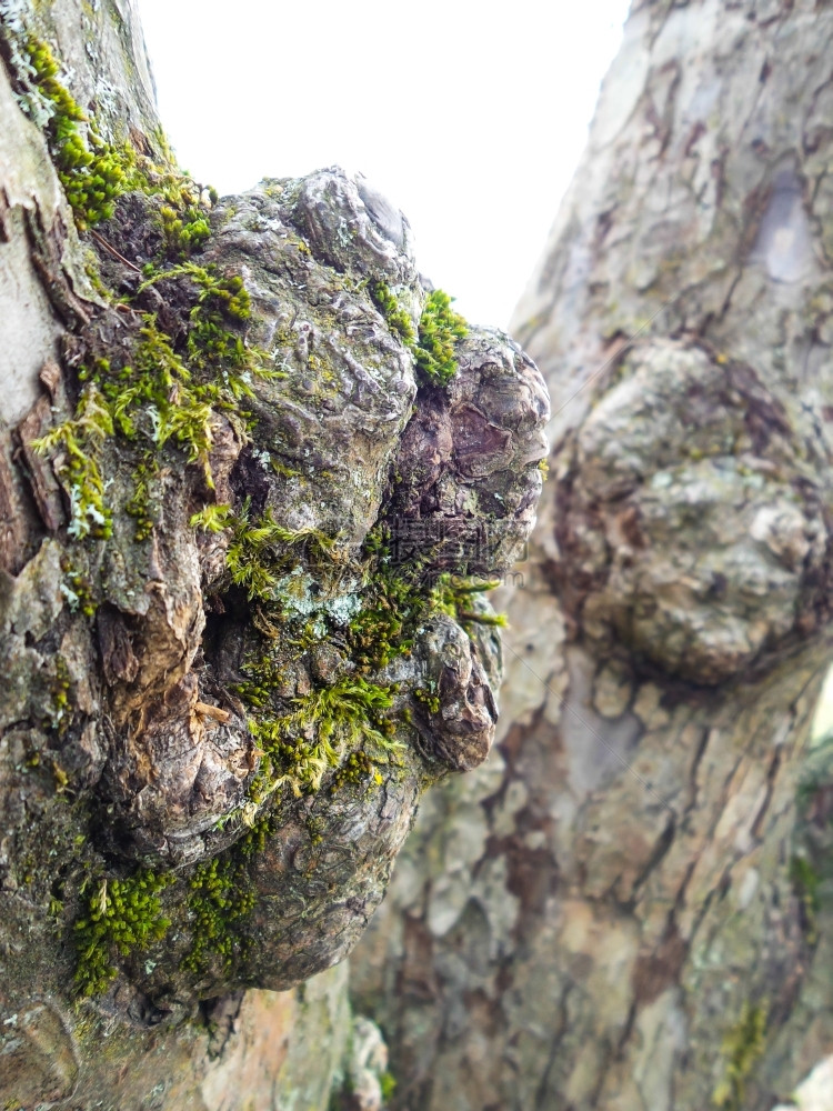 节在一棵灰橡树上紧闭的圆壳面有绿苔另一块在树干上的背景中结灰色图片
