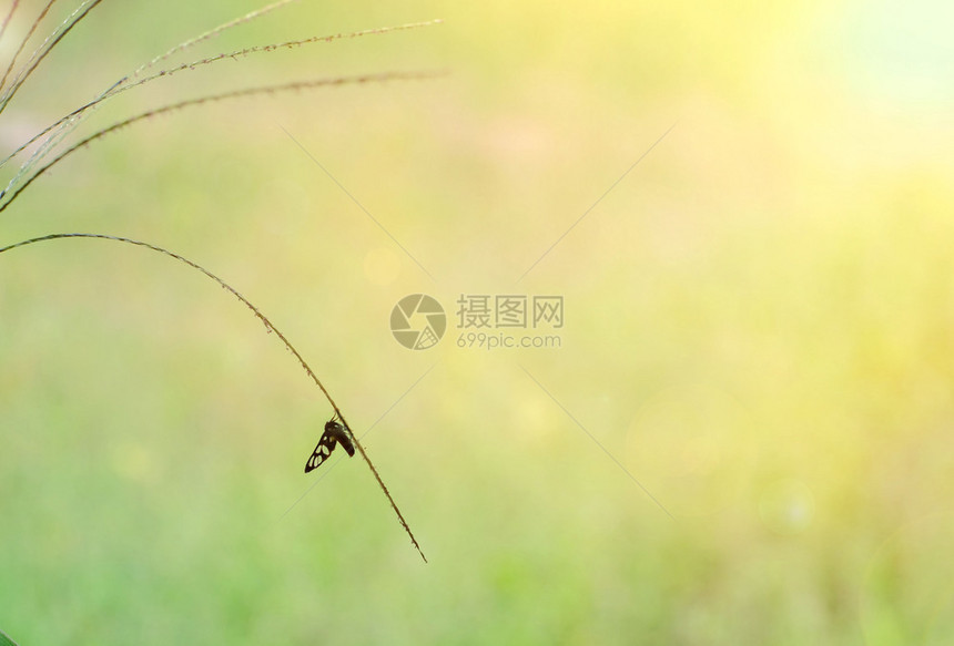 平静的一种昆虫在美丽的清晨草地上捕食带着复制空间野生动物颜色图片