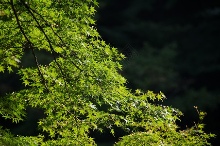 分支夏季日本的青叶夏季日本的绿色叶子树亚洲细节图片