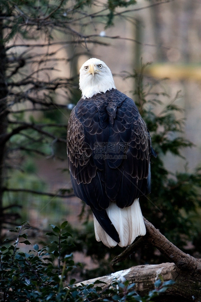 鸟美国人濒危秃鹰坐在树枝上的背面向后看景象图片