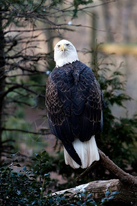 鸟美国人濒危秃鹰坐在树枝上的背面向后看景象背景图片