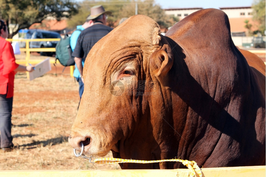 戒指BrownBrahman公牛头部照片和鼻环配种比赛图片