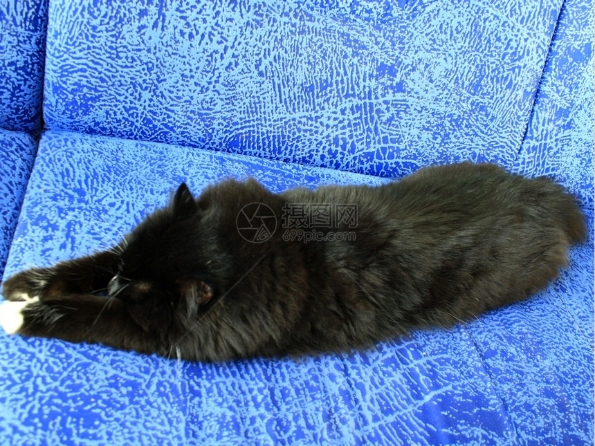 女睡在蓝色沙发上的黑猫睡在蓝色沙发上的黑疲惫猫舒适屋图片