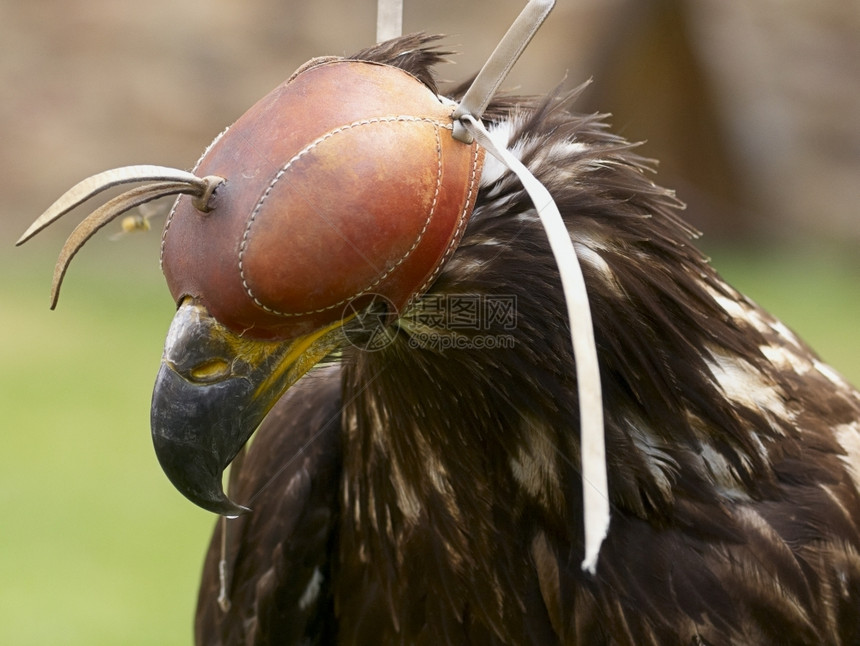 身穿捷克兜帽的金鹰AquilaChrysaetos近身头部中金的传统图片