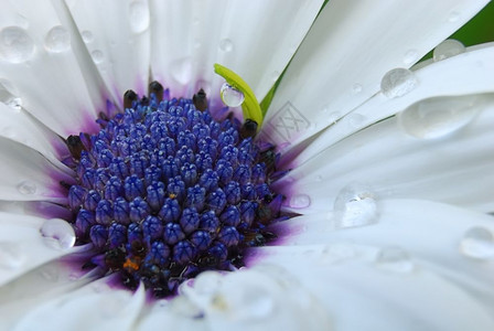 自然白色雏菊降低花园图片