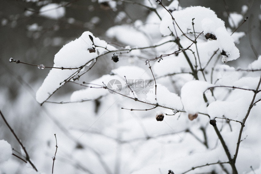 旅行公园冬季背景的树雪中灌丛树枝的纹理灌木丛头图片