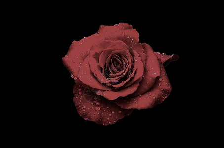 正方形简单天红玫瑰黑色背景有水滴图片