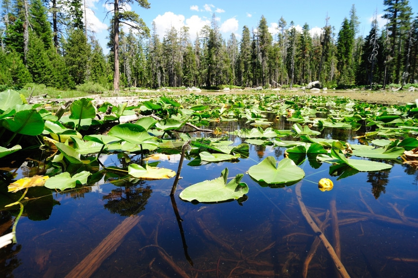 LilyPadPads漂浮在加州内华达山脉高池水晶清上根塞拉除图片