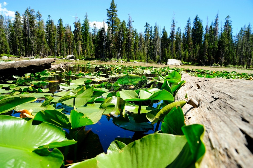 LilyPadsandForest漂浮在加州里山内华达脉一个高水池的晶上塘百合花草图片