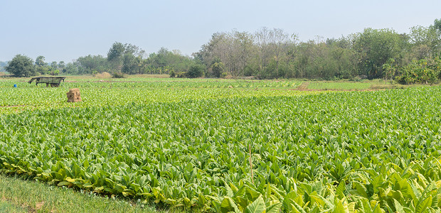 户外行业土地在泰国一个田种植的烟草物背景图片