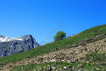 植物悬崖旅行孤单的树在山坡上生长图片