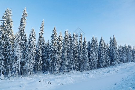 冬季森林雪景图片