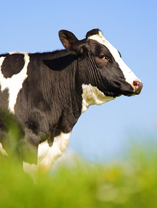 农场常设小母牛牧里的单荷斯坦奶牛图片