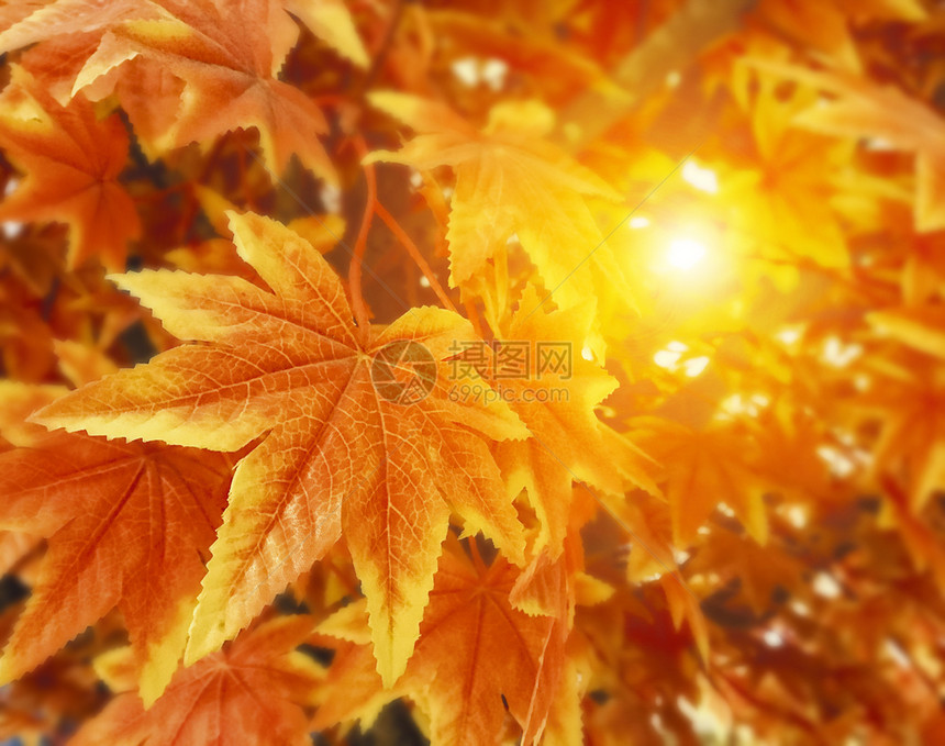 秋叶背景天季节树图片