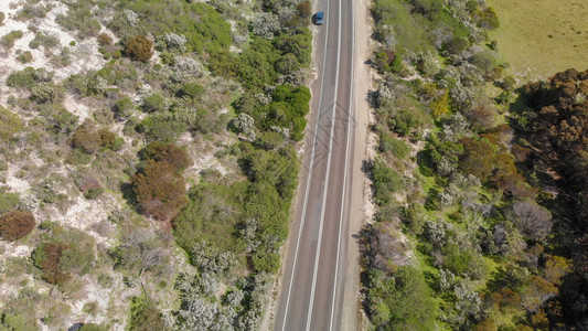 在阳光明媚的一天南澳大利亚Kangaroo岛美丽的道路最佳袋鼠土地图片