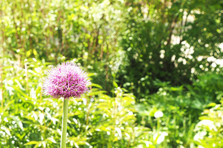 植被在公园的一张床上花朵紫色的洋葱装饰林间空地绿色图片