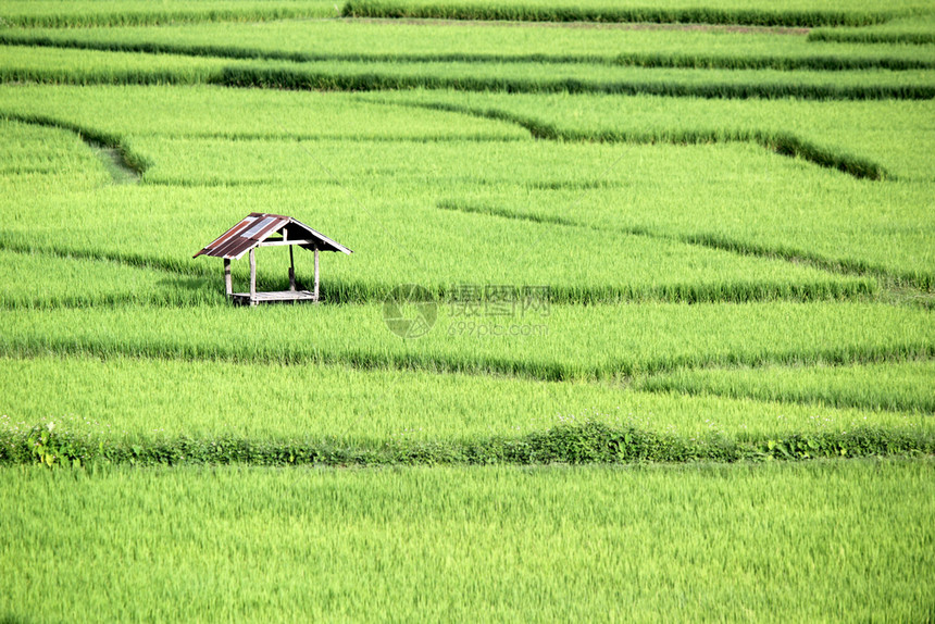 培育美丽的在稻田和农村小屋的稻田中庄稼图片