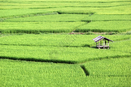 农民有机的环境在稻田和农村小屋的稻田中图片