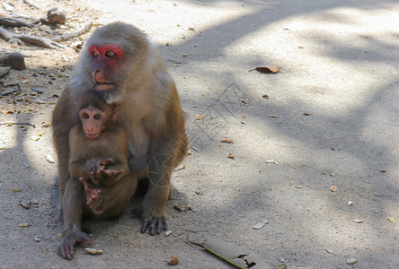 结石户外坐在地上的泰国野猴妈和小泰婴男图片