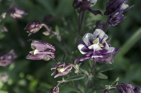 保加利亚夏季花园的紫色和白西格丽雅花丛生其背景模糊保加利亚斑春天户外图片