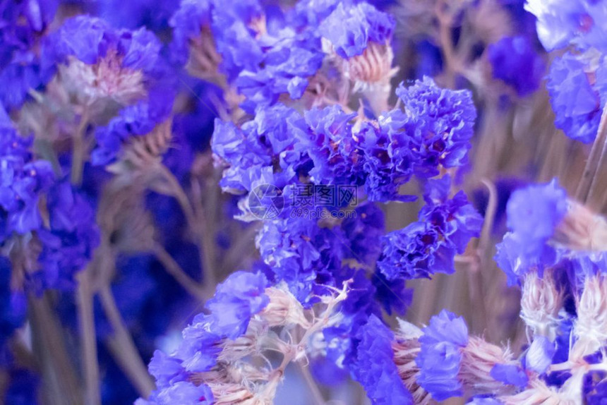 满天星薰衣草花瓶中的鲜束股票照片自然图片