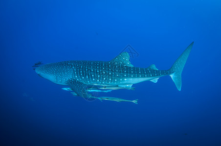 鲸鲨在清蓝水中游泳有射光鱼和引航清除动物水肺背景图片