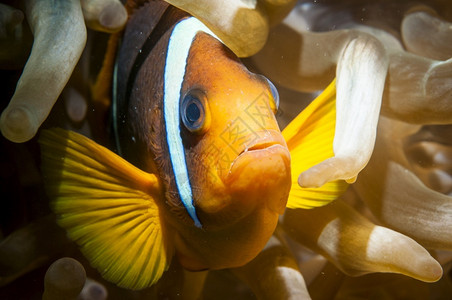 潜水ClarksAnemonone鱼与海葵在清澈的洋中动物颜色图片
