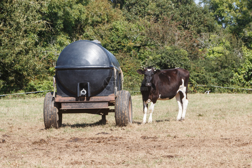 靠近法国牧场在布列塔尼一个田地的水箱拖车附近Holsteinheifer图片
