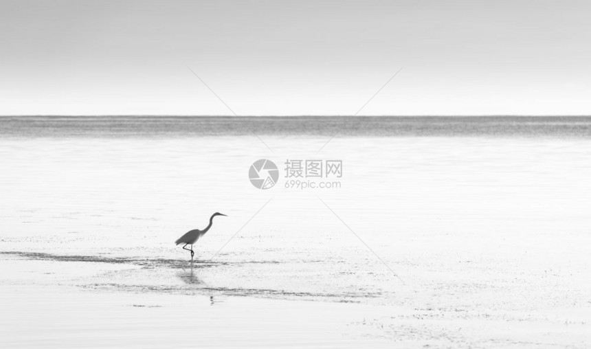 苍鹭在宁静的沿海水域用惊人的黑色和白水美国日落图片