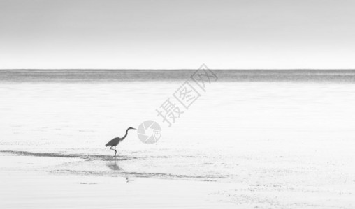 苍鹭在宁静的沿海水域用惊人的黑色和白水美国日落图片