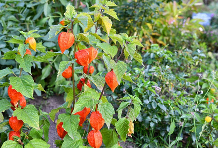 花园里的酸浆alkekengi茄属植物外部高清图片