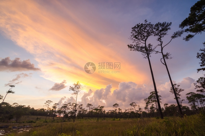 松林中的日落天树颜色图片
