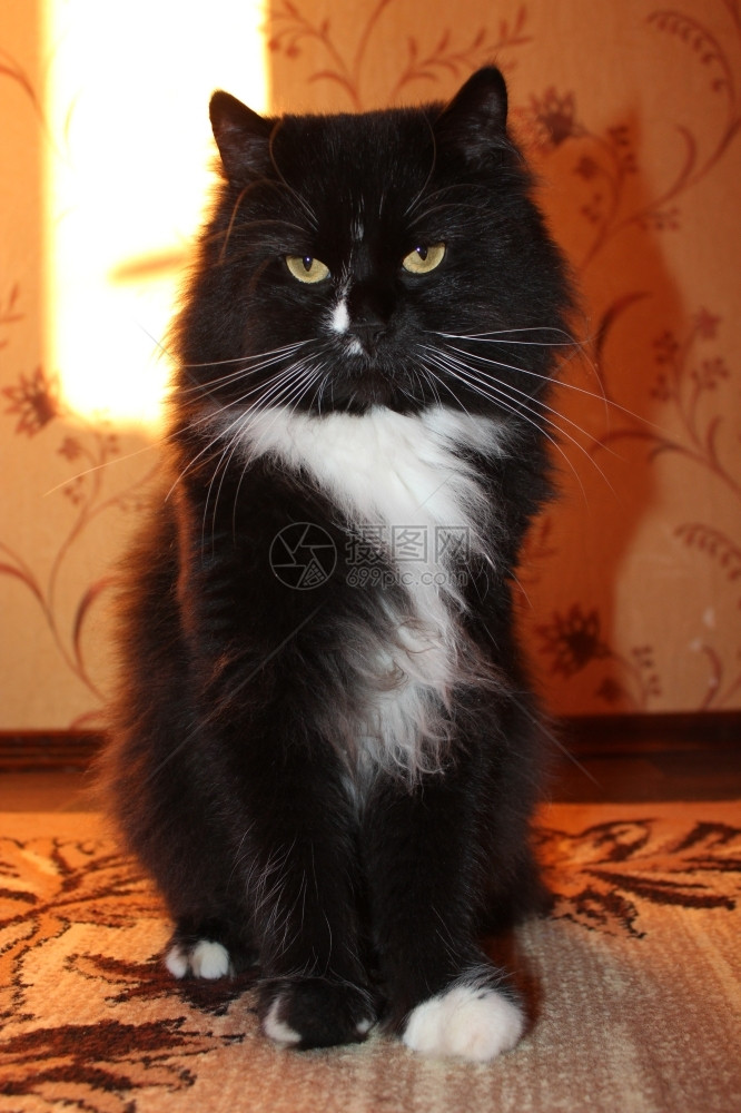 坐在地毯上的白胸黑猫坐在地毯上的黑猫织物屋活图片
