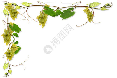 葡萄树叶和在餐馆里喝红酒下面叶子侍师图片