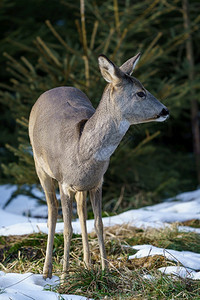 冬天讨好森林中的野鹿冬季卡普雷奥勒斯角鹿罗巴克背景图片